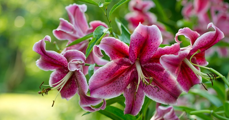 32+ Große Lilien Pflanze, Die beliebte lilie (lilium) funktioniert