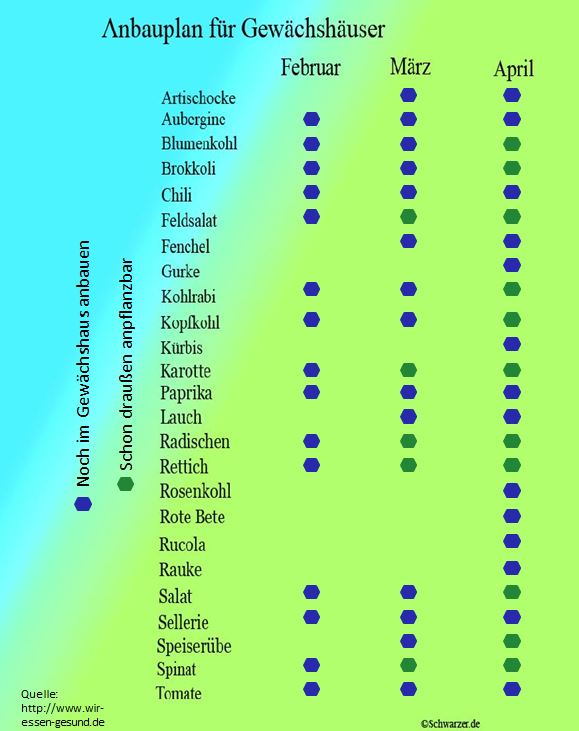 Infografik: Anbauplan Gewächshaus