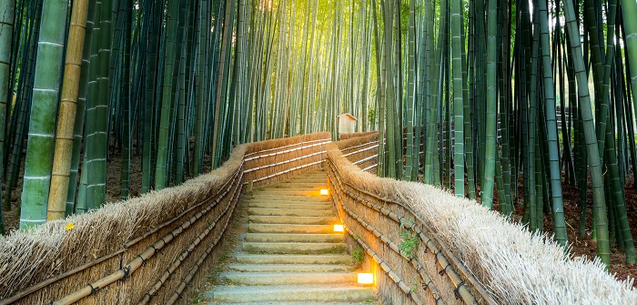 Bambus als Kübelpflanze: Ideen & Tipps