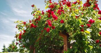 Ein neuer Rosenstock: Blumen, Pflanzenpflege und mehr!