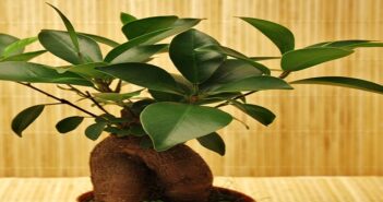 Ficus Ginseng: Bonsai oder keiner?