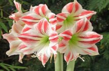 Amaryllis Pflege: Tipps & Tricks