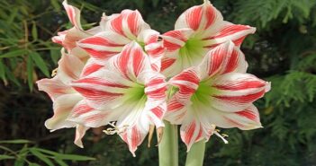 Amaryllis Pflege: Tipps & Tricks