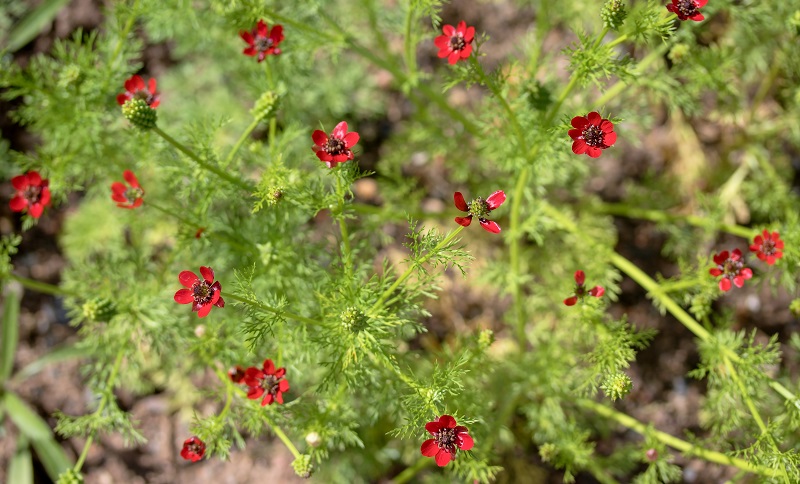 Das Sommer-Adonisröschen: Eine strauchige, rote Blume mit kleinen , roten bis gelben Blüten. (#01)