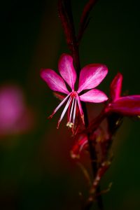 Rote Blumen: Die Prachtkerze besticht durch ihre leuchtenden Blüten und ihre lange Blütezeit. (#08)