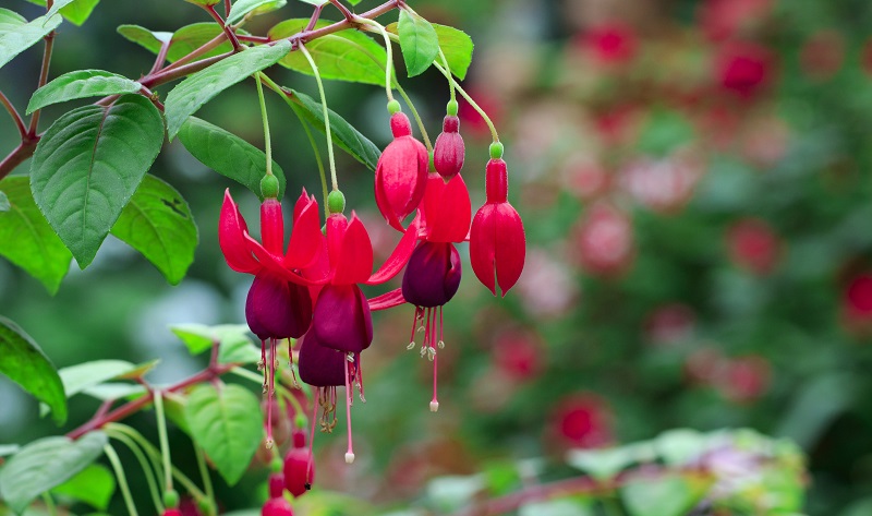 Rote Blumen: Fuchsien sind in vielen Arten und Sorten erhältlich, so dass fast jeder Wunsch erfüllbar ist. (#06)