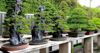 Bonsai Baum pflegen: So geht’s!