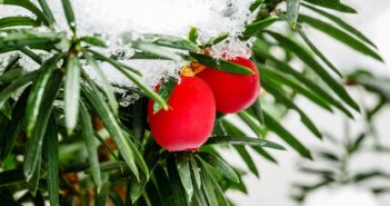 Eibe: Wie und wann schneidet man eine Eibe?