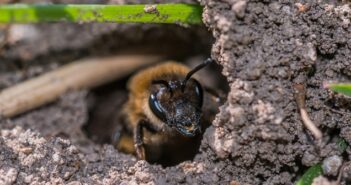 Erdbienen loswerden: 3 Hausmittel, die helfen