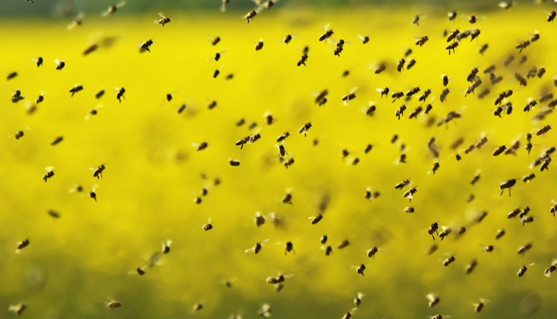 Tausende Erdbienen – wenn der Himmel schwarz wird vor Insekten.