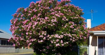 Oleander: Pflanzen, pflegen & überwintern