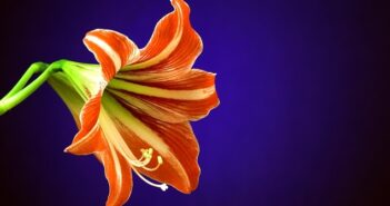 Amaryllis: Pflanzen, pflegen & umtopfen