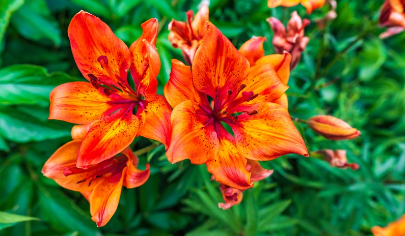 Feuerlilie: wie der Name verrät, besitzt diese Lilie feuerrote Blütenblätter