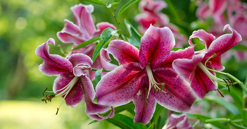 Da die Lilie so vielseitig ist, ist sie eine der beliebtesten Garten- und Zierpflanzen, die es gibt. 