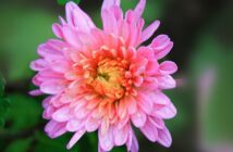 Aster: Pflanzen, Pflege & Tipps