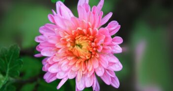 Aster: Pflanzen, Pflege & Tipps