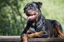 Rottweiler: Liebenswerter Familienhund oder wilde Bestie?