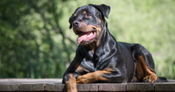 Rottweiler: Liebenswerter Familienhund oder wilde Bestie?