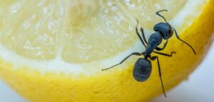 Ameise im Haus und Garten bekämpfen
