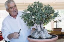 Bonsai schneiden für Anfänger & Fortgeschrittene