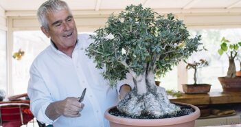 Bonsai schneiden für Anfänger & Fortgeschrittene