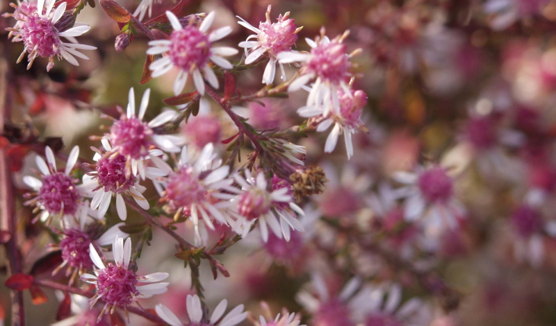 Kontrastreiche Schönheit: Aster "Lady in Black"