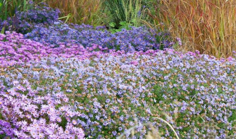 Die Kornblumenaster: ein Meer aus Violett und Blau