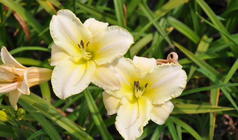 Taglilie (Hemerocallis hybrida): Goldener Star im Staudenbeet