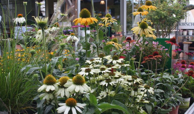Unser Gartenexperte zeigt Ihnen Ideen auf, welche Pflanzen für einen Natur- und Bauerngarten geeignet sind und wie Sie ihn gestalten können.