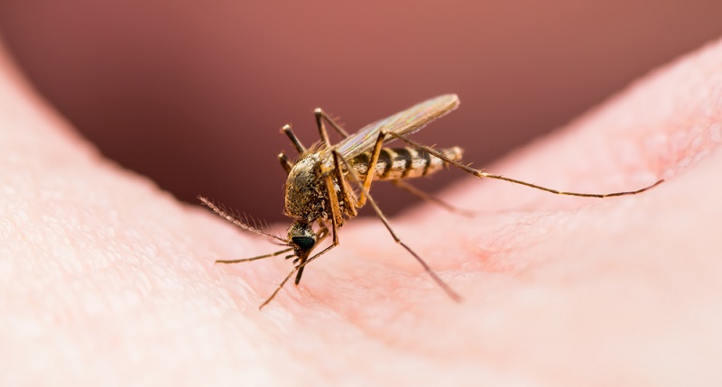 Der wohnung in fliegen Kleine Fliegen