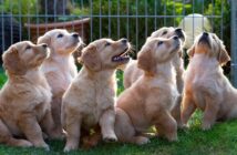Zaun für Hunde Pflicht? So urteilen Richter ( Foto: Shutterstock-demanescale)