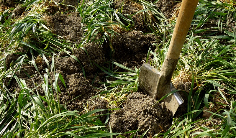 Die verschiedenen Gründünger, die im Frühjahr eingegraben oder hier auch erst gesetzt werden, haben eine unterschiedliche Wurzeltiefe ( Foto: Shutterstock- _Denis Pogostin )