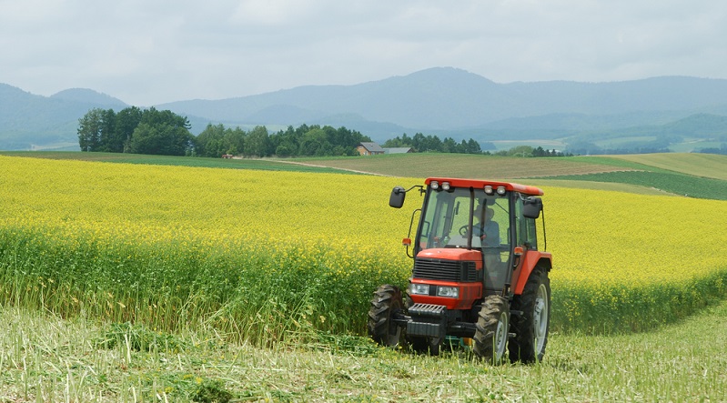 Die Fläche, die über Gründüngung nährstoffreicher werden soll, wird mit den Gründüngungspflanzen bebaut.  ( Foto: Shutterstock-Johnathan21)