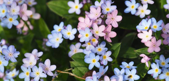 Trotz eher unscheinbarer Blüten ist das Vergissmeinnicht eine dekorative Staude für jeden Garten. (Foto: shutterstock - Valeria Milanesio)