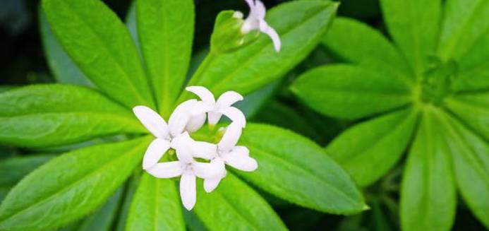 Neben rosa bis pinken Blüten gibt es auch Sorten des Rosenwaldmeister mit weißer Krone. (Foto: shutterstock - nnattalli)