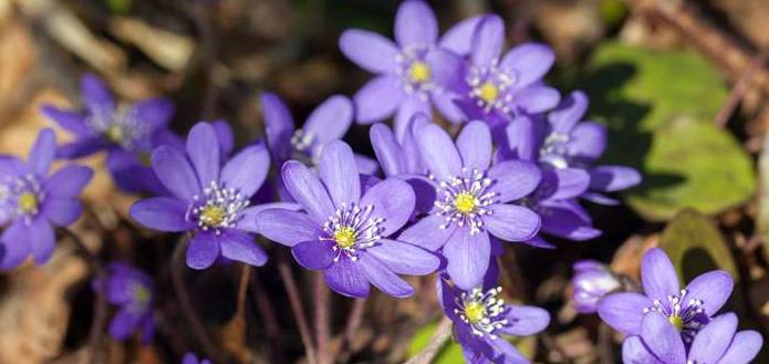Das zierliche Leberblümchen blüht bereits früh und erfreut den Gärtner ab März mit seinen blau-violetten Blüten. (Foto: shutterstock - Julia Kuznetsova)