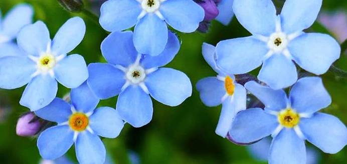 Die blauen Blüten des Vergissmeinnichts können auch weiß bis rosa erscheinen. (Foto: shutterstock - yul38885)