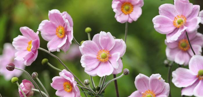 Die zierende Herbst-Anemone ist nur eine von zahlreichen Sorten. (Foto: shutterstock - Alex Manders)