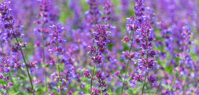 Die bis zu 140 cm hohen Blütenstängel der Katzenminze machen sich auch im Blumenstrauß wunderbar. (Foto: shutterstock - Shawn.ccf)