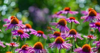 Die Echinacea: Sommerlicher Esprit aus Nordamerika (Foto: shutterstock - Kuttelvaserova Stuchelova)