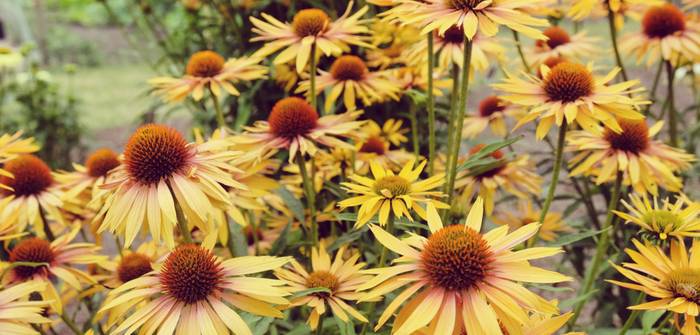 Die Echinacea begeistert nicht nur durch Farbenpracht in rosa, sondern ist auch in vielen Orangetönen erhältlich. (Foto: shutterstock - Alex Manders)