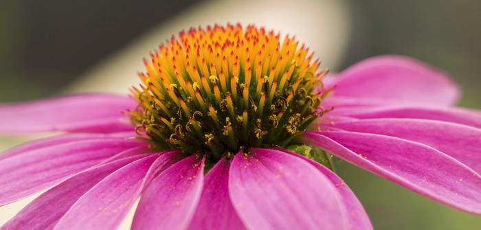 Die Blütenblätter und das konische Zentrum der Echinacea bieten bei genauer Betrachtung einen besonders faszinierenden Anblick. (Foto: shutterstock-Jill Shepherd)