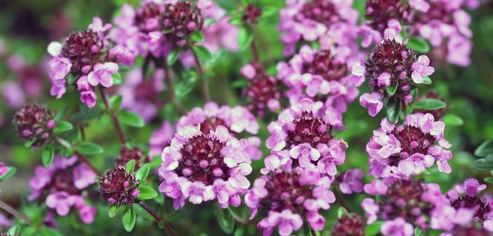 Von Juni bis August kann man die Blüten des Polster-Tymians bewundern. (Foto: AdobeStock - Konstanze Gruber)