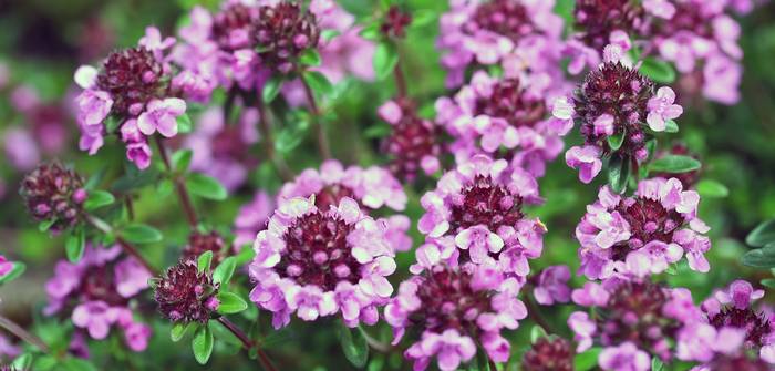 Von Juni bis August kann man die Blüten des Polster-Tymians bewundern. (Foto: AdobeStock - Konstanze Gruber)