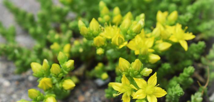 Der Mauerpfeffer kommt in verschiedenen Farben daher. Zumeist wird er gelb blühen. (Foto: AdobeStock - ed2806)