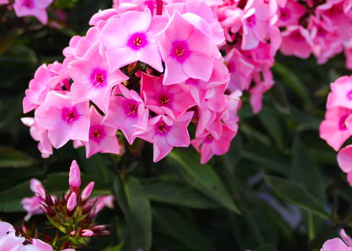 Die meisten Arten des Phlox blühen in munteren Rosatönen. Auf dem Foto zu sehen: Phlox paniculata, auch bekannt als Herbstphlox, Gartenphlox oder Sommerphlox. (Foto: shutterstock - CuteIdeas)