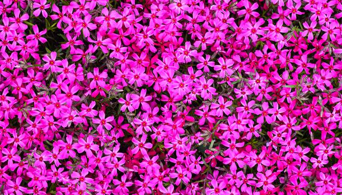 Phlox liebt halbschattige Standorte, ist aber ursprünglich in sonnigeren Gebieten zu Hause. Hier im Bild ist Phlox subulata - zu Deutsch Kriechphlox, Moosphlox, Moosrosa oder Bergphlox genannt. (Foto: shutterstock - Vovalis)