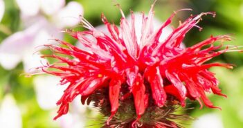 Indianernessel (Monarde): eleganter Sommerblüher aus den USA (Foto: shutterstock - manfredxy)