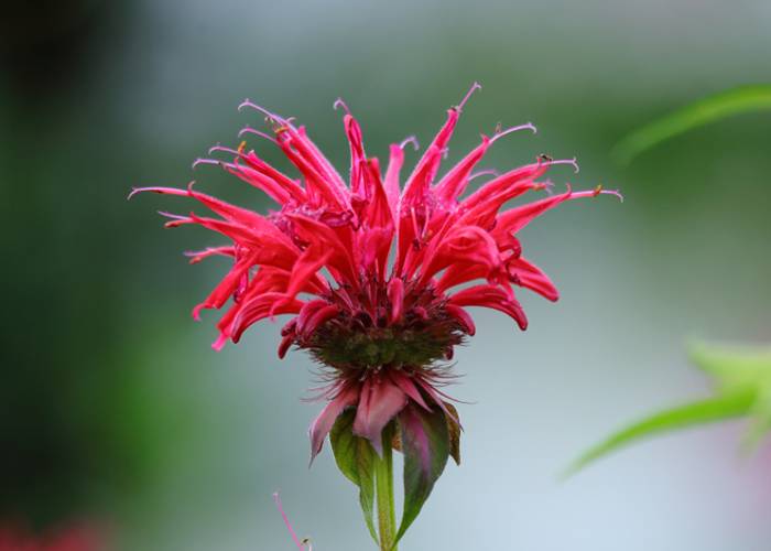 Die Indianernessel (hier: Roter Bienen-Balsam) (Foto: shutterstock - Ole Schoener)