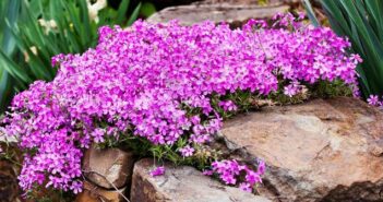 Phlox (Flammenblume): der leuchtende Alleskönner aus Nordamerika - hier der kriechende Phlox (Phlox subulata) oder Moosphlox auf dem Alpenblumenbeet (Foto: shutterstock - speakingtomato)